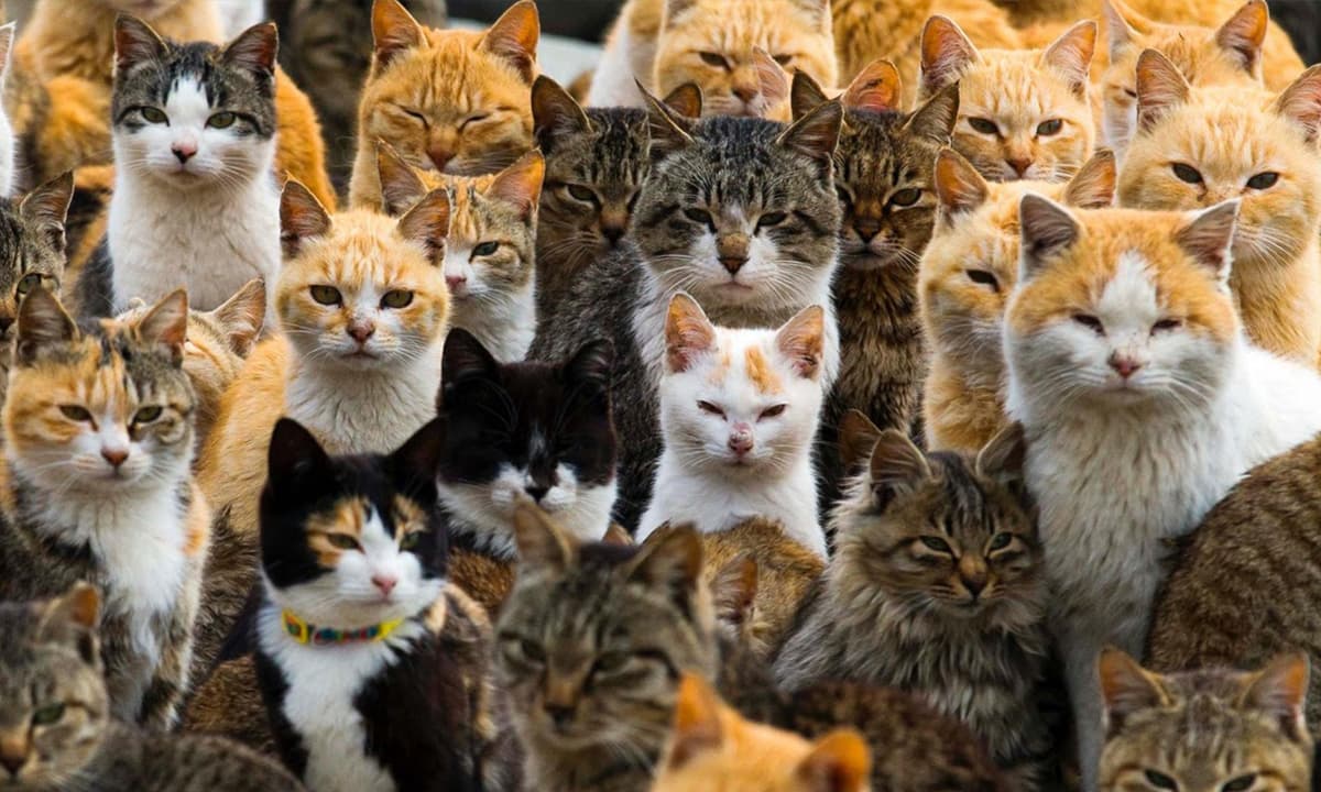 A crowd of cats on Japan's Aoshima Island. We need a smaller crowd of nominees...