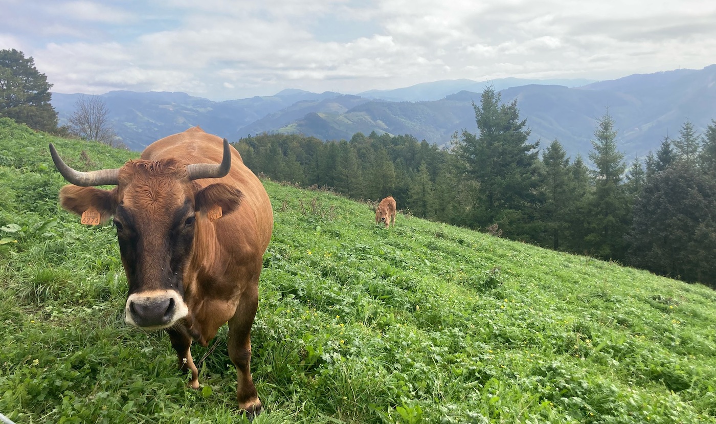Eibar Cows. Image by David Glick