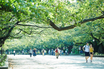 tokyo trees.png